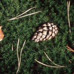 Pine Cone On Moss, Switzerland