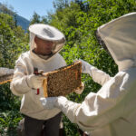 LUGG-2020-LPB-Atelier-Bienen-046-Web