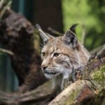 lynx-4940240_1280