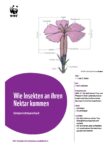 2021-04-lehrmittel-wie-insekten-an-ihren-nektar-kommen