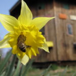 Image_Abeilles-1