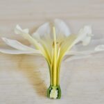 Eine Blüte sezieren