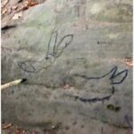 cro-magnon
