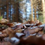 Waldboden