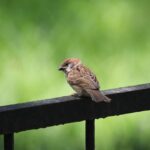 sparrow-5875379_640