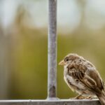 sparrow-g37a35a989_1920