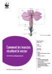 2021-04-materiel-pedagogique-comment-les-insectes-recoltent-le-nectar