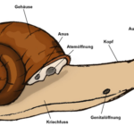 Schnecke_RamonaBussien