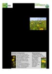 Entdecker-Tipp6_Wildblumen