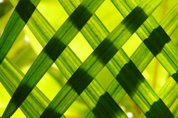 Struktur aus Gras