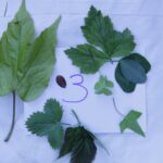 2-5C Blätter 3er-Reihe Gabriela Fürer