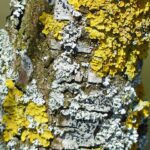 lichen-g1a1ca1ee6_1920