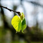 spring-gb6e52ff7a_1920