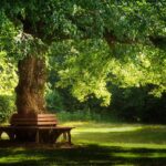 tree-3204332_640