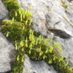 IMG_8184-1