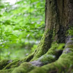 Screenshot 2023 11 08 At 15 56 57 Draussenunterricht Freiraum Natur