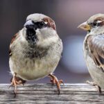 sparrows-2759978_1280