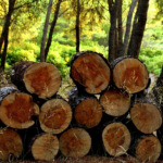 Screenshot 2024-01-04 at 11-16-47 Baumstämme Holz Wald - Kostenloses Foto auf Pixabay