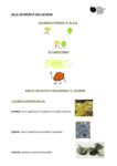 ALLEGATO 1bis -Licheni-scheda allievi