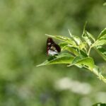 Beobachten_2_pagina_5_Nicolina_Marugg