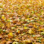 Autumn 940401 1280