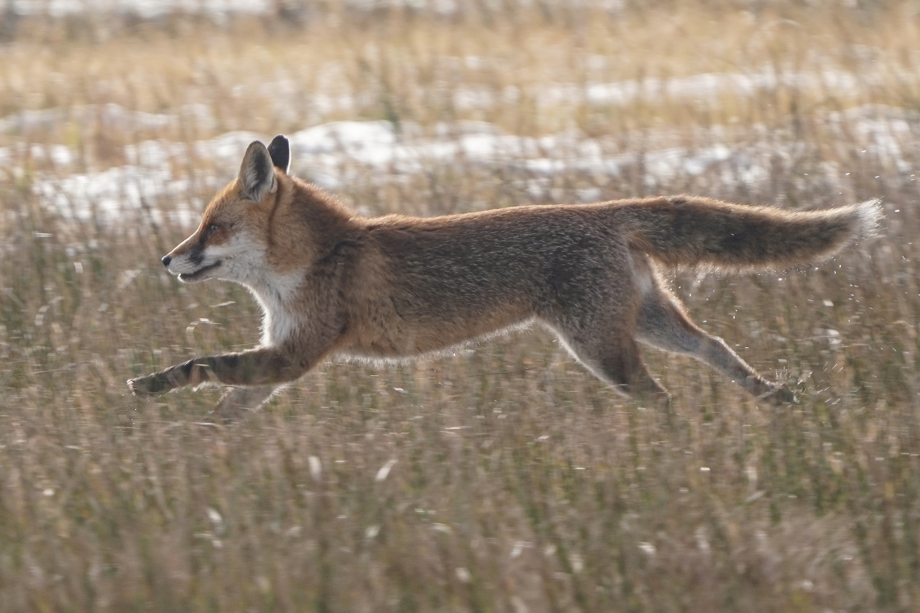 Fuchs-Galopp
