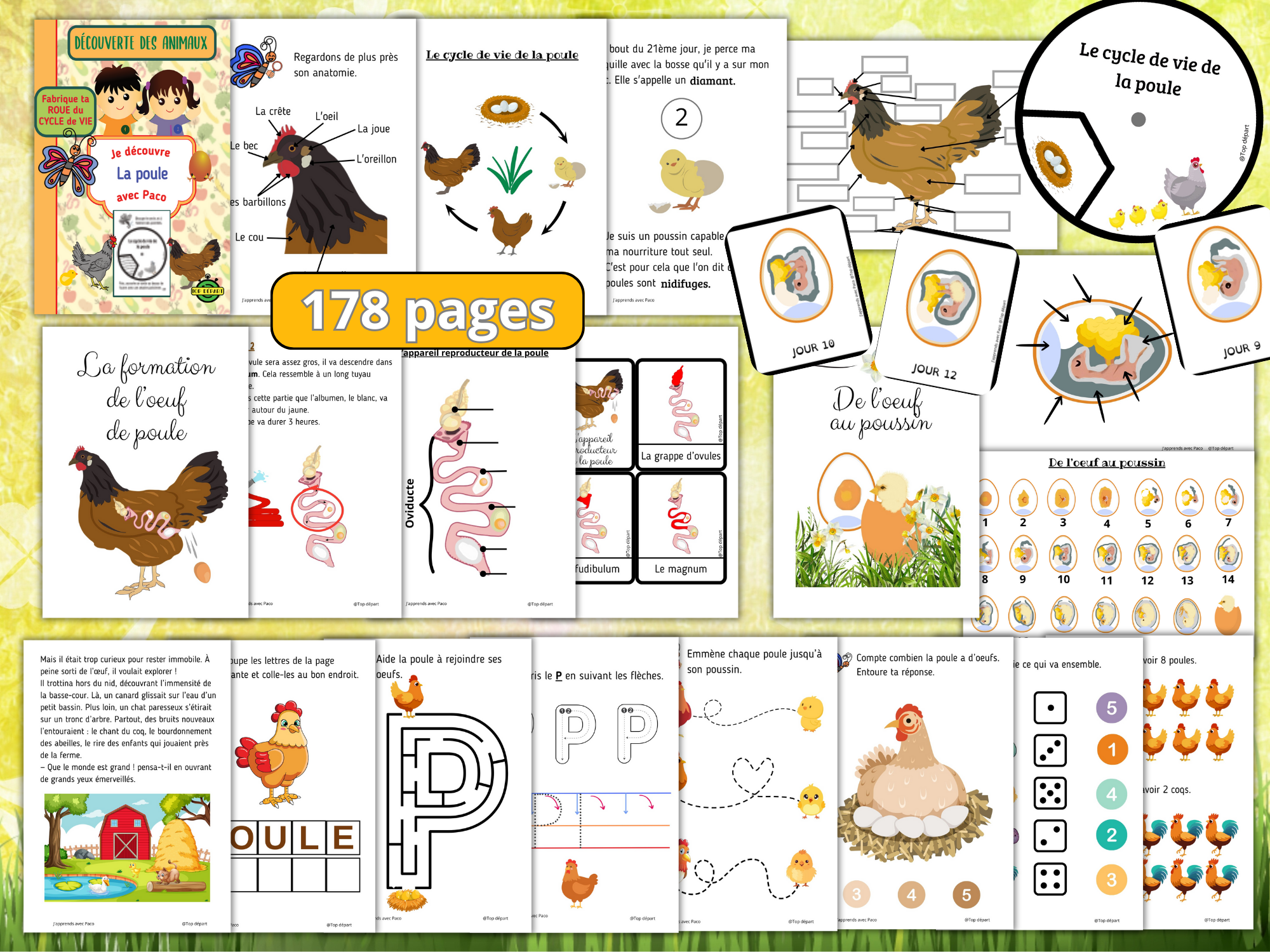 Poule-MEGA-PACK-2