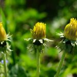 dandelion-3163983_1280