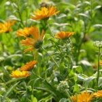 Ringelblume