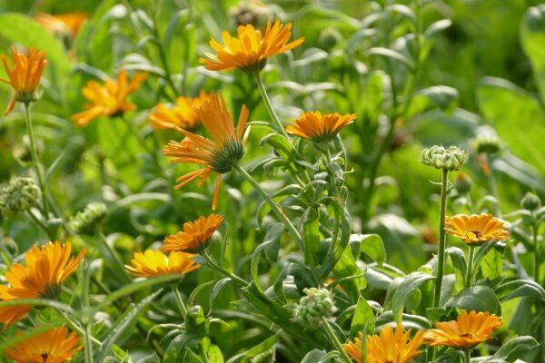 Ringelblume