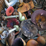 Collection basket CLL0636