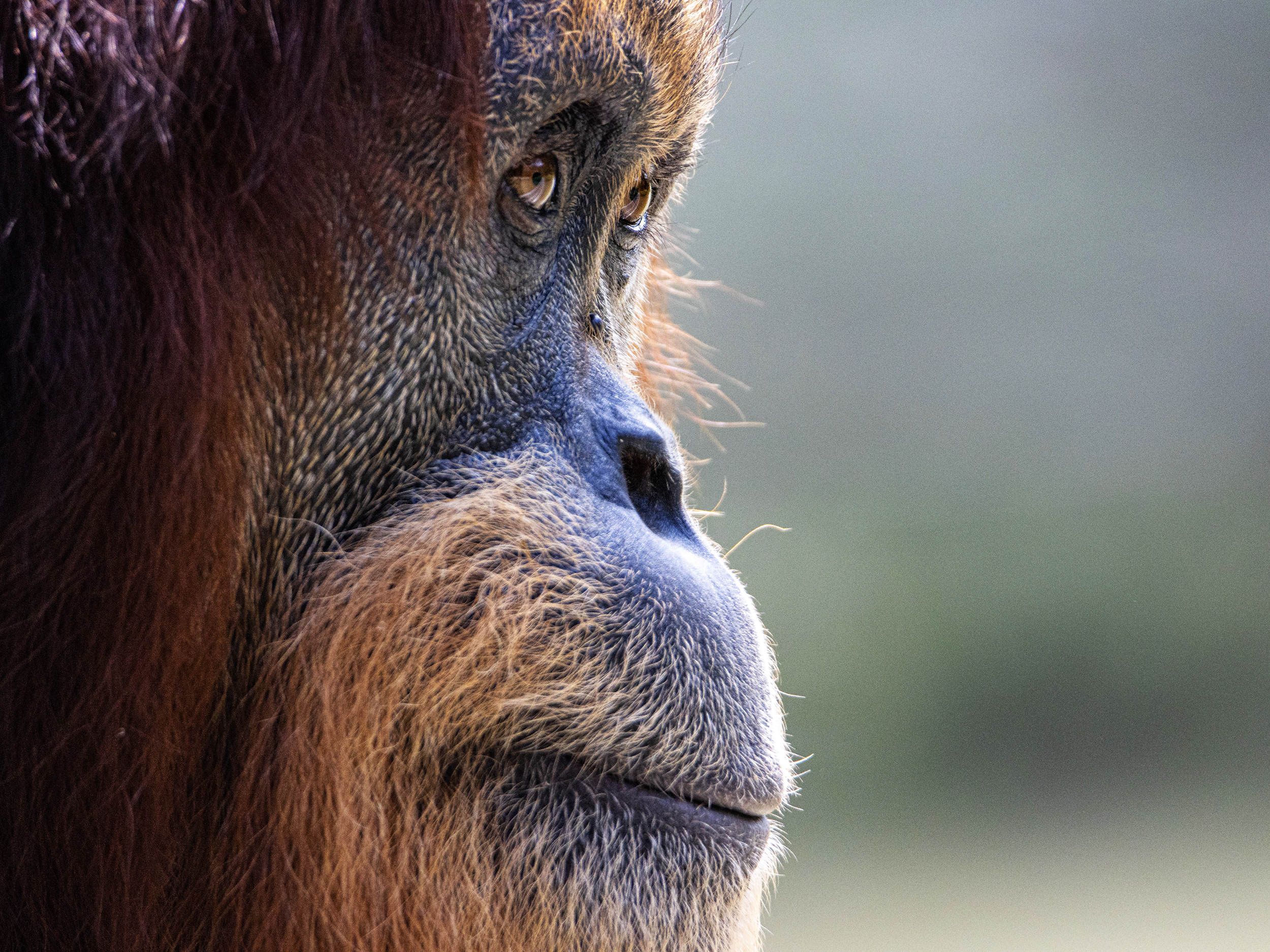 2539_LPWB_Orang-Utans_bearb_quer