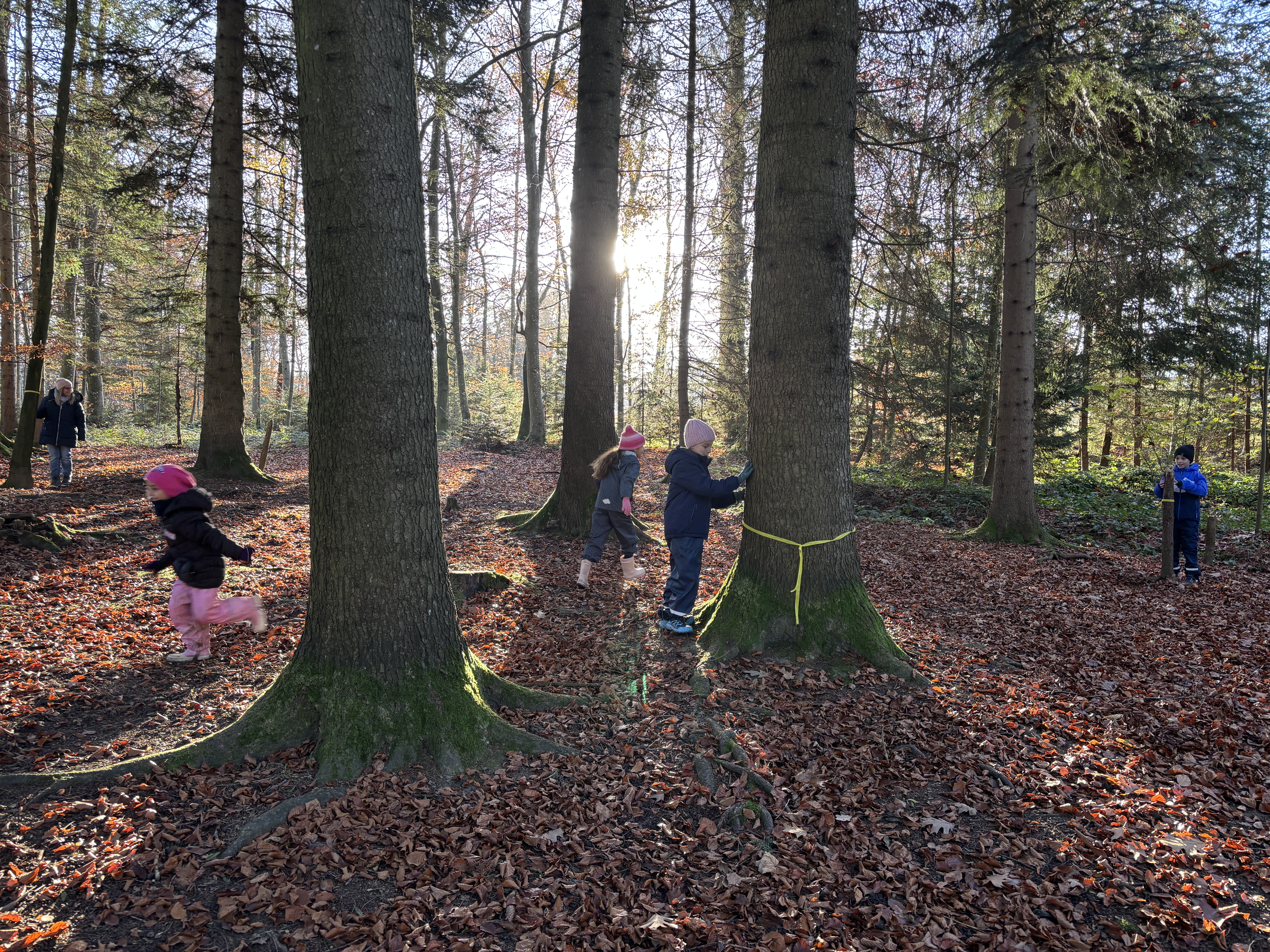 Flawil-Baeume-Winterwald-20251112-3-1