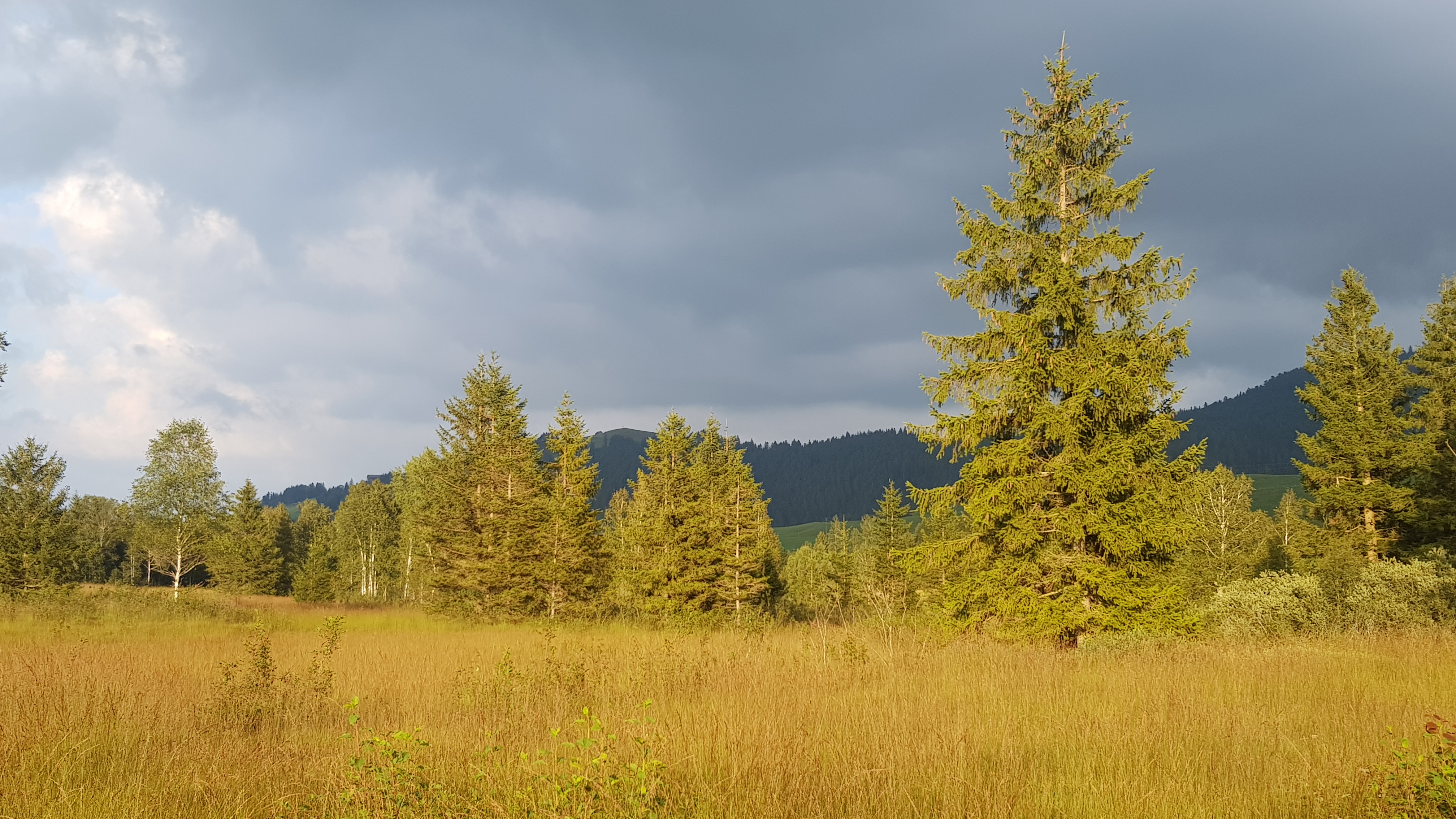 Moorlandschaft-Rothenthurm