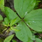 Wildpflanze_Erste Hilfe