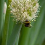 Wenzlerdesign Bumblebee 3425307