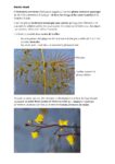 Jeu_plante_carnivore