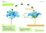 Jeux_pollinisation