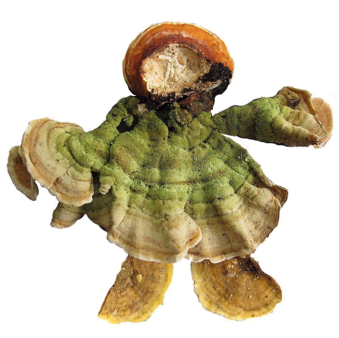 Pilze-1